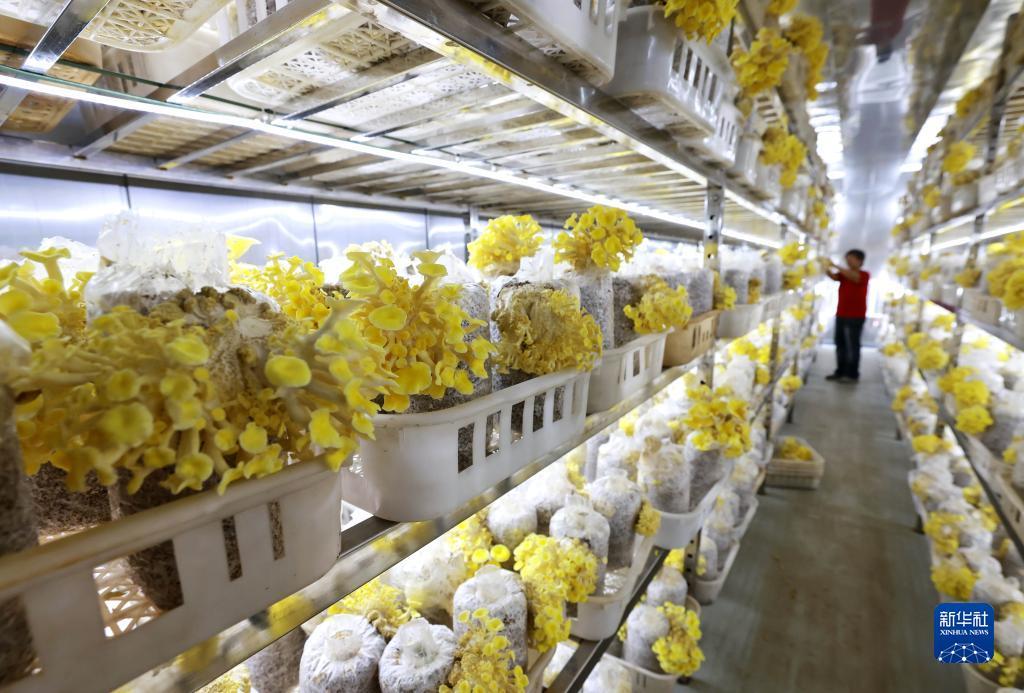 太阳游戏攻略